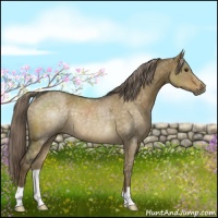 Horse Color:Chocolate Palomino Dun Rabicano 