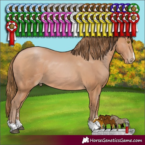 Horse Color:Bay Pearl 