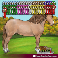 Horse Color:Bay Pearl 