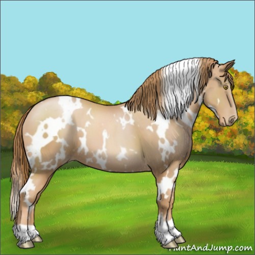 Horse Color:White Spotted Chestnut Pearl 
