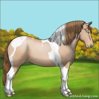 Horse Color:Bay Pearl Tobiano 