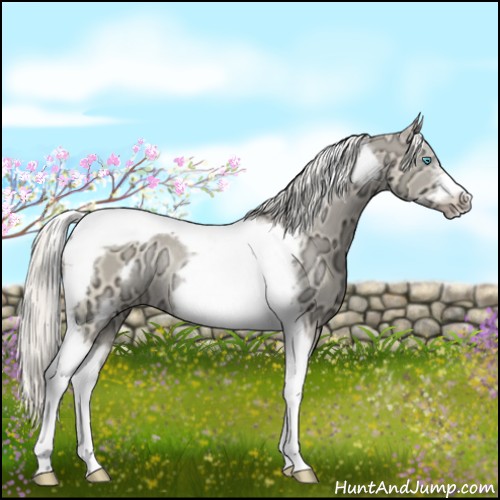 Horse Color:Cremello Ice Tobiano Frame Rabicano 