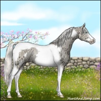 Horse Color:Cremello Ice Tobiano Frame Rabicano 