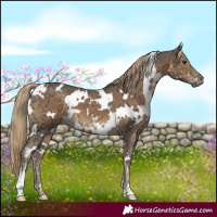 Horse Color:White Spotted Chocolate Palomino Ice 