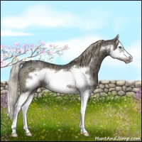 Horse Color:Liver Red Dun Ice Sabino Splash Frame