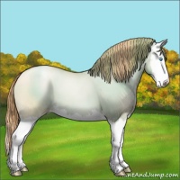 Horse Color:Gold Champagne Pearl Dun Splash 