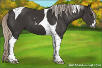 Horse Color:Gray Silver Black Sabino Tobiano