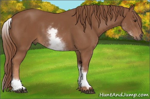 Horse Color:White Spotted Chestnut Sabino 