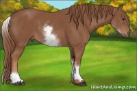 Horse Color:White Spotted Chestnut Sabino
