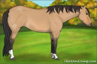 Horse Color:Bay Dun Tobiano