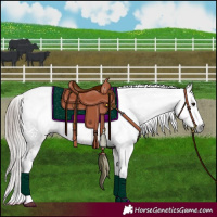 Horse Color:Gray Bay Tobiano Appaloosa 