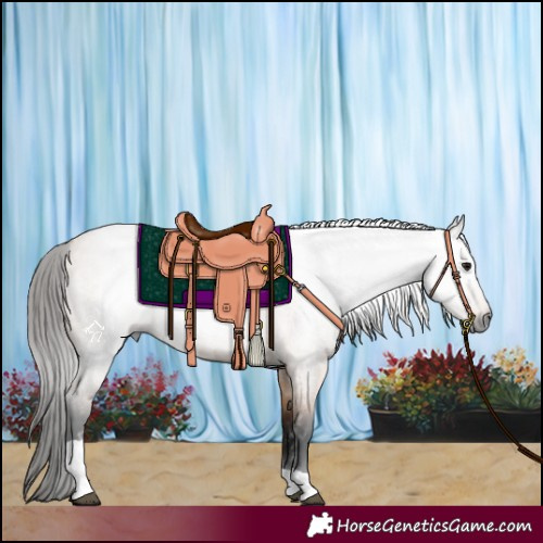 Horse Color:Gray Bay Roan Dun Tobiano 