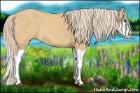 Horse Color:Palomino Roan Splash