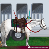 Horse Color:Gray Bay Dun Tobiano 