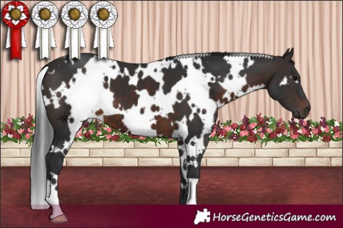 Horse Color:White Spotted Brown 