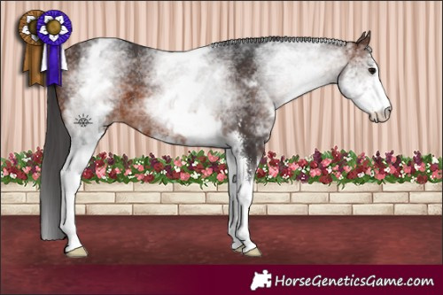 Horse Color:White Spotted Brown Sabino 