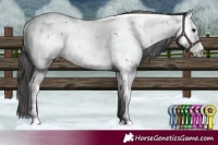 Horse Color:Brown Sabino