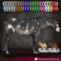 Horse Color:White Spotted Black Sabino Rabicano 
