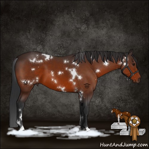 Horse Color:White Spotted Brown