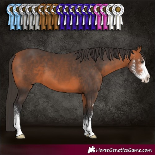Horse Color:Bay Sabino 