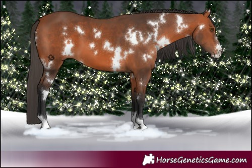 Horse Color:White Spotted Bay 