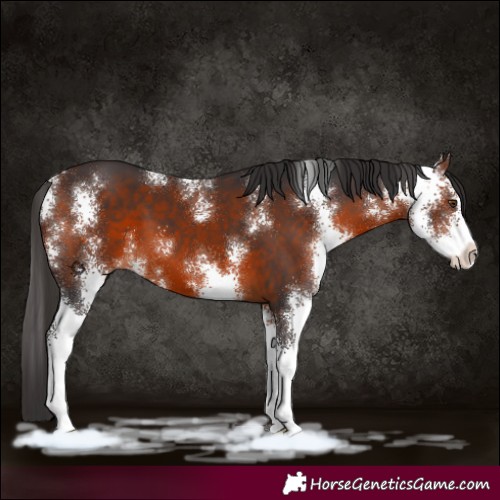 Horse Color:Bay Sabino 