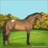 Horse Color:Buckskin Appaloosa 