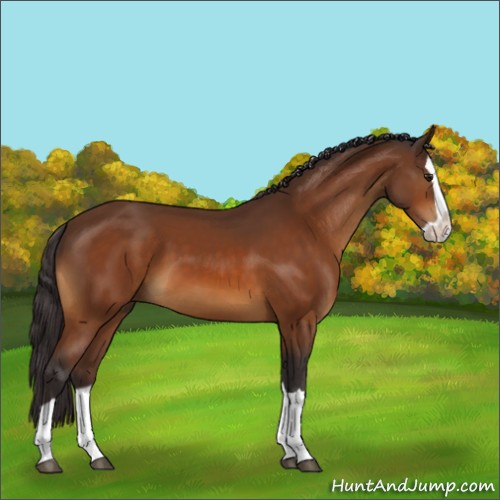 Horse Color:Buckskin Splash 