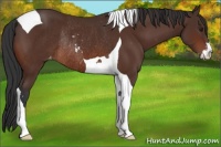 Horse Color:Brown Sabino Tobiano Appaloosa Rabicano 