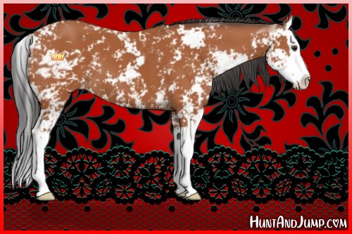 Horse Color:Bay Sabino Splash 