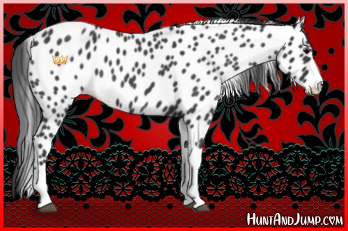 Horse Color:Blue Roan Tobiano Appaloosa 