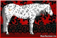 Horse Color:Blue Roan Tobiano Appaloosa 