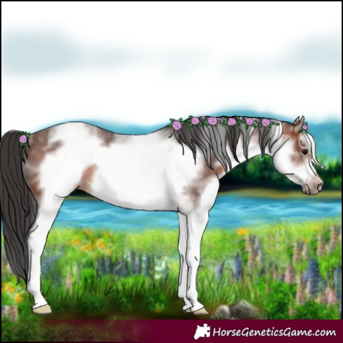 Horse Color:White Spotted Brown Roan Frame 