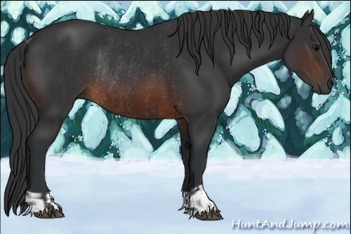 Horse Color:Brown Rabicano  and Brown Rabicano 