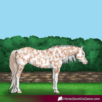 Horse Color:Gold Champagne Appaloosa  and Gold Champagne Appaloosa Rabicano 