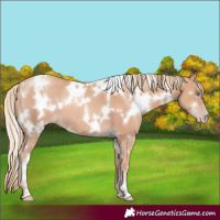 Horse Color:White Spotted Gold Champagne 