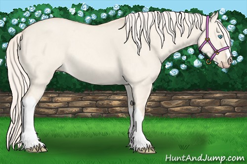 Horse Color:Cremello Dun 