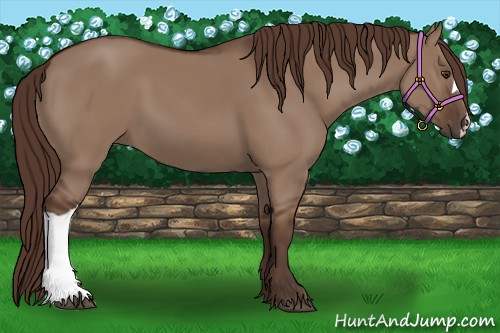 Horse Color:Liver Red Dun 