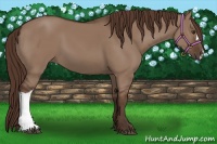 Horse Color:Liver Red Dun