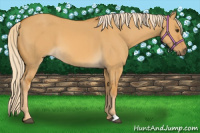 Horse Color:Palomino Dun