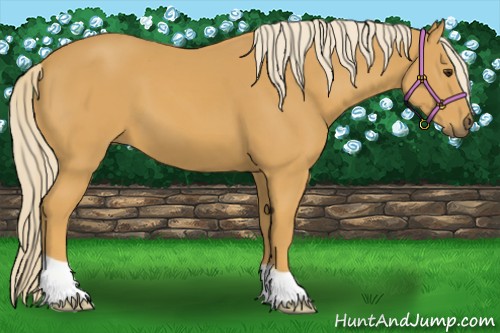 Horse Color:Palomino 