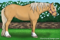 Horse Color:Palomino 