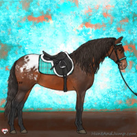 Horse Color:Brown Appaloosa 