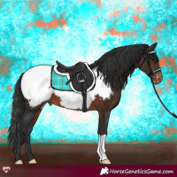 Horse Color:Brown Appaloosa 