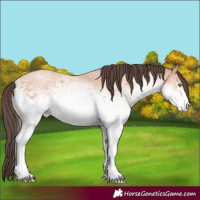 Horse Color:White Spotted Amber Champagne Rabicano 