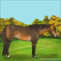 Horse Color:Buckskin 