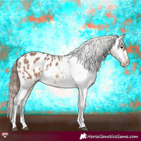 Horse Color:Bay Dun Appaloosa 