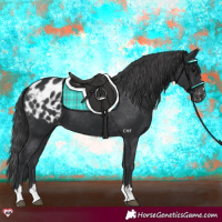 Horse Color:Black Appaloosa