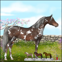 Horse Color:White Spotted Liver Chestnut Mushroom Rabicano 