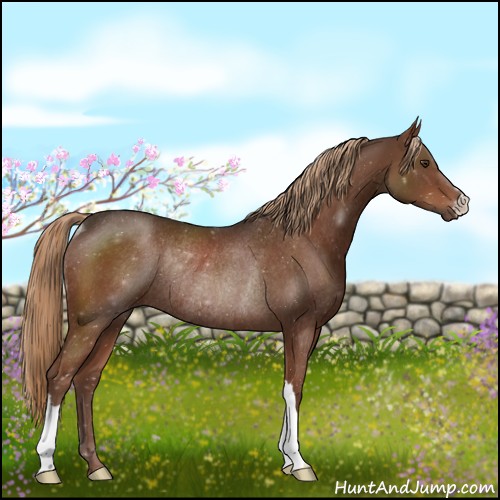 Horse Color:Liver Chestnut Rabicano 